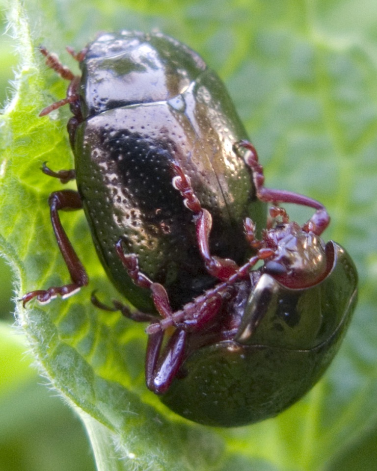 Ritardatari ? Chrysolina bankii